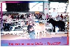  - Exposition canine de PAU