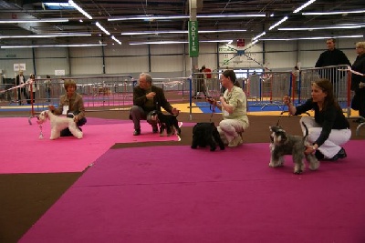 des forbans du Roc d'Hervieux - Spéciale Schnauzer de TOULOUSE