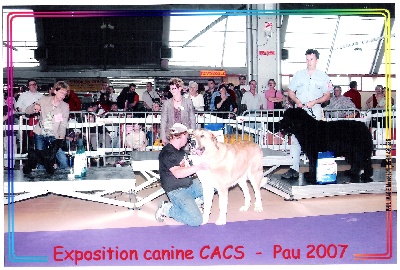 des forbans du Roc d'Hervieux - Exposition canine de PAU