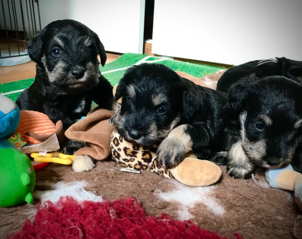 chiot Schnauzer miniature des forbans du Roc d'Hervieux