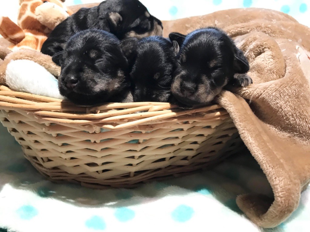 chiot Schnauzer miniature des forbans du Roc d'Hervieux