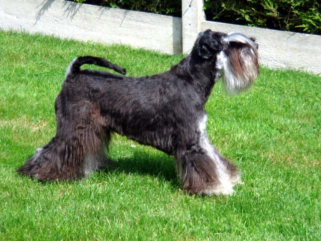 Carbone des forbans du Roc d'Hervieux