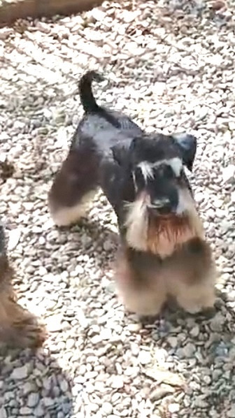 Vivienne WestWood des forbans du Roc d'Hervieux