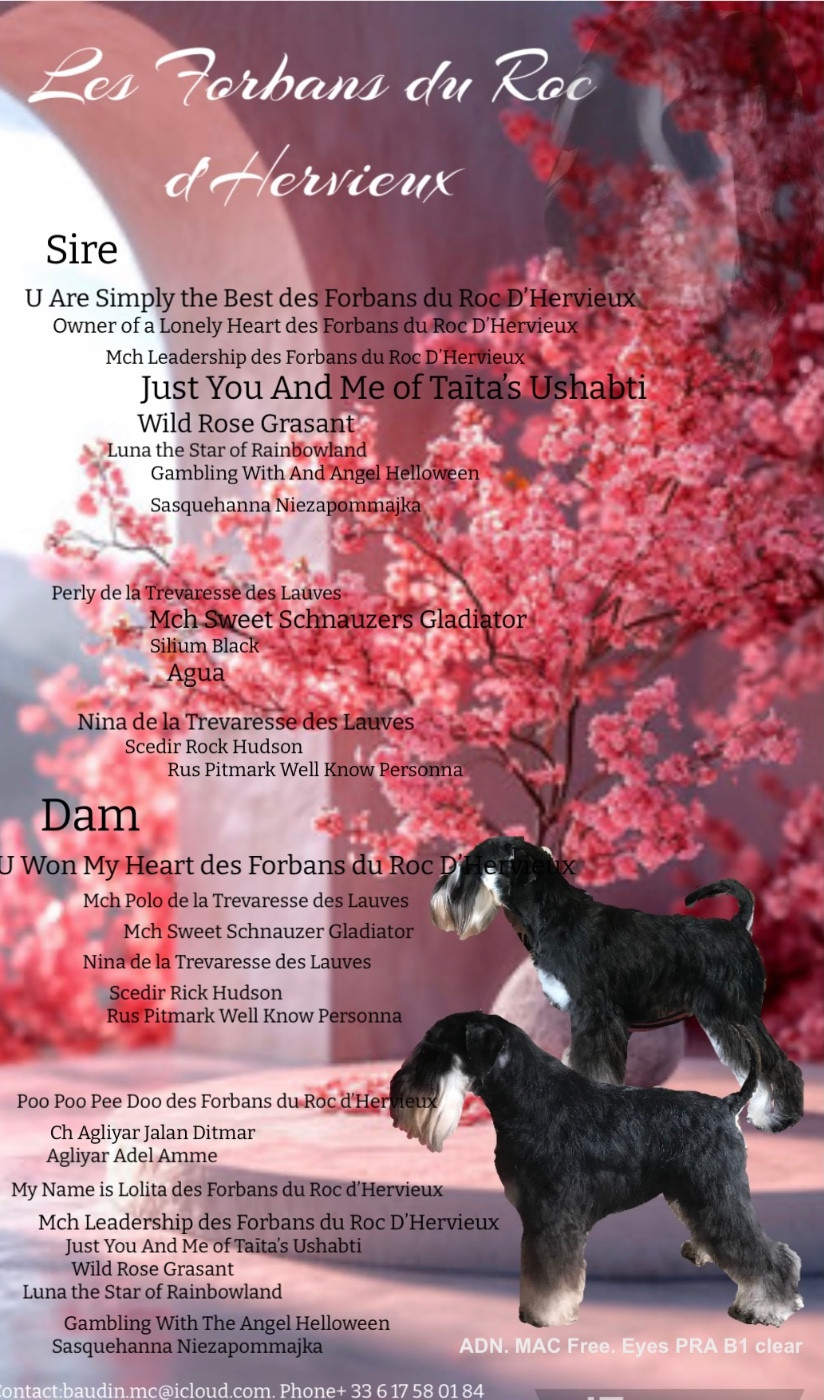 Des nouveaux petits Forbans