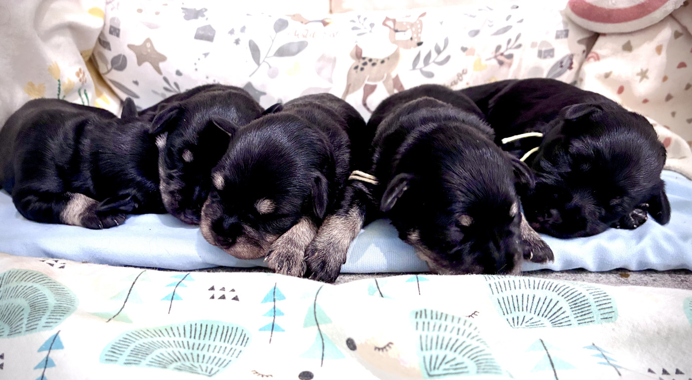 Chiot Schnauzer miniature des forbans du Roc d'Hervieux