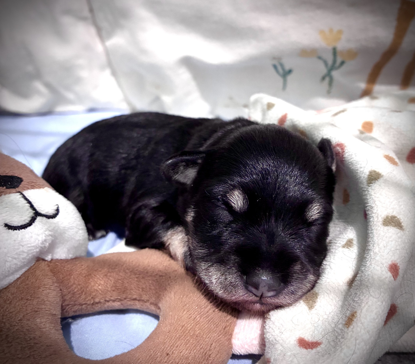 des forbans du Roc d'Hervieux - Chiots disponibles - Schnauzer miniature