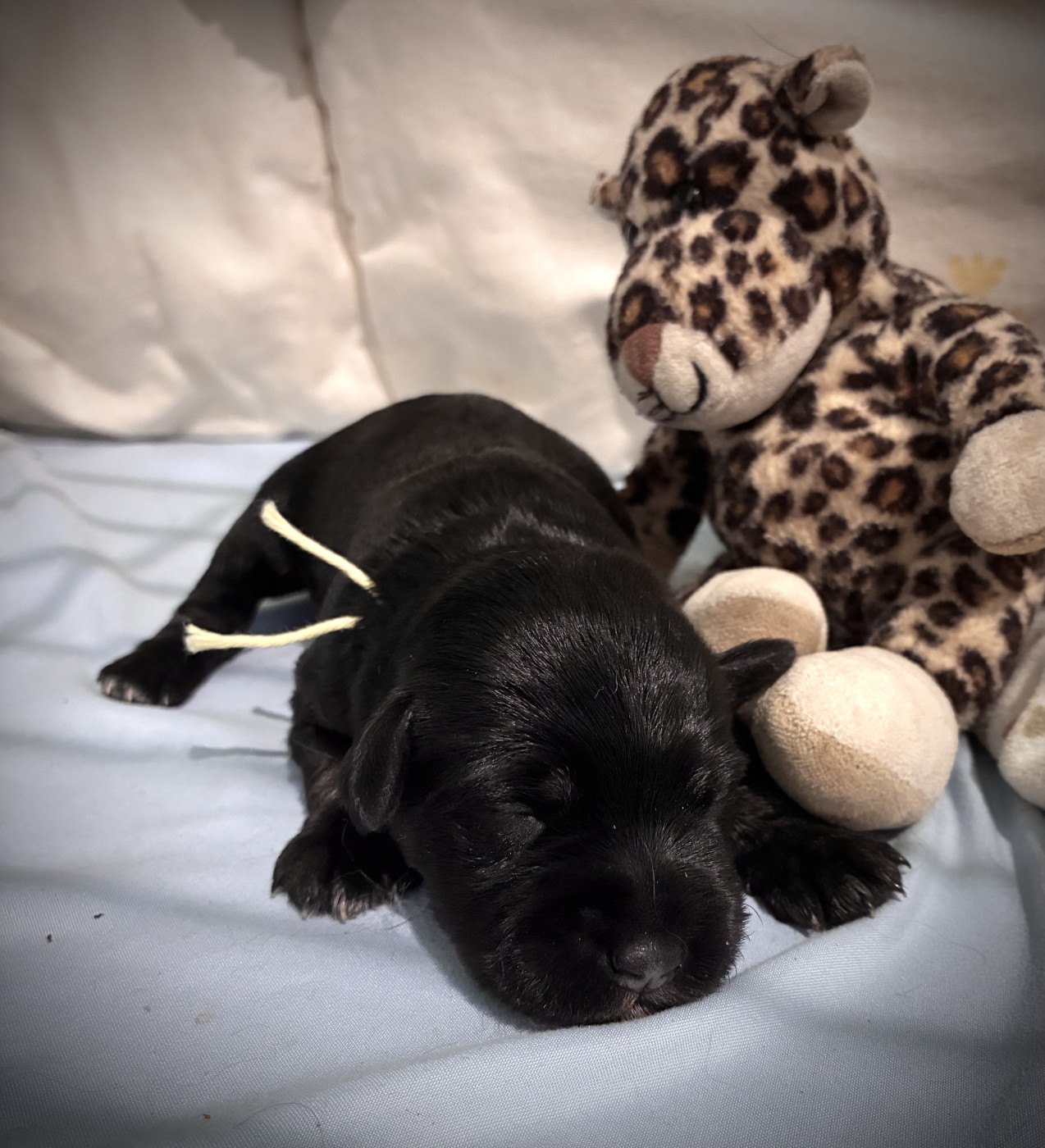 des forbans du Roc d'Hervieux - Chiots disponibles - Schnauzer miniature