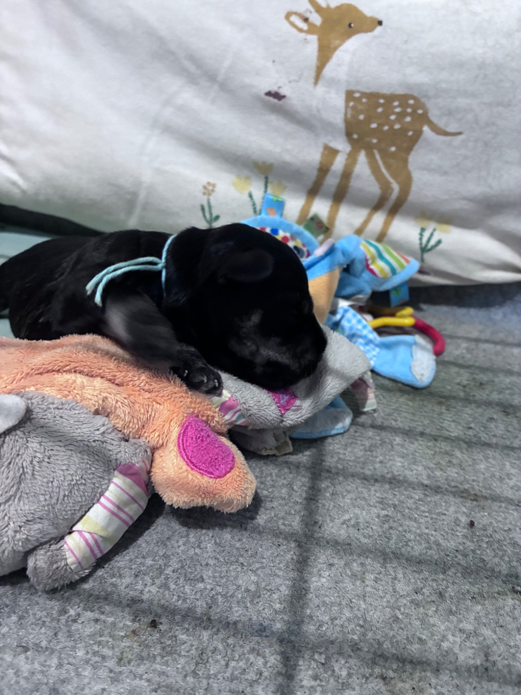 des forbans du Roc d'Hervieux - Chiots disponibles - Schnauzer miniature