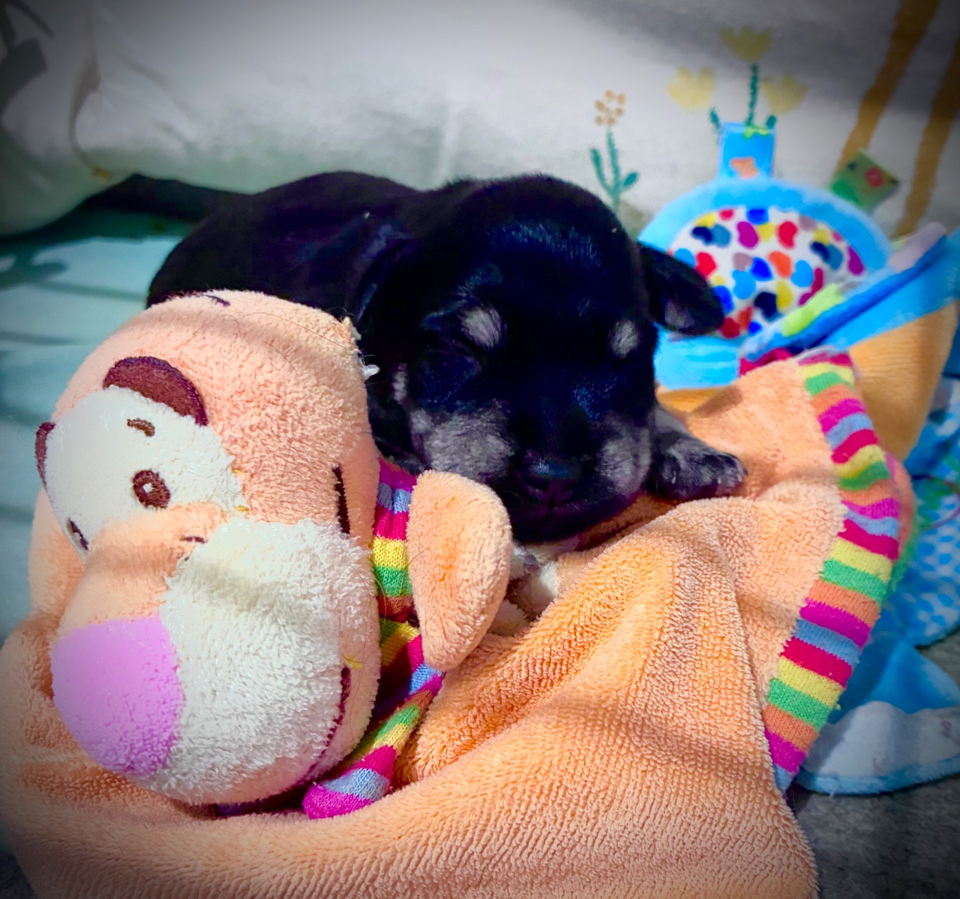 des forbans du Roc d'Hervieux - Chiots disponibles - Schnauzer miniature