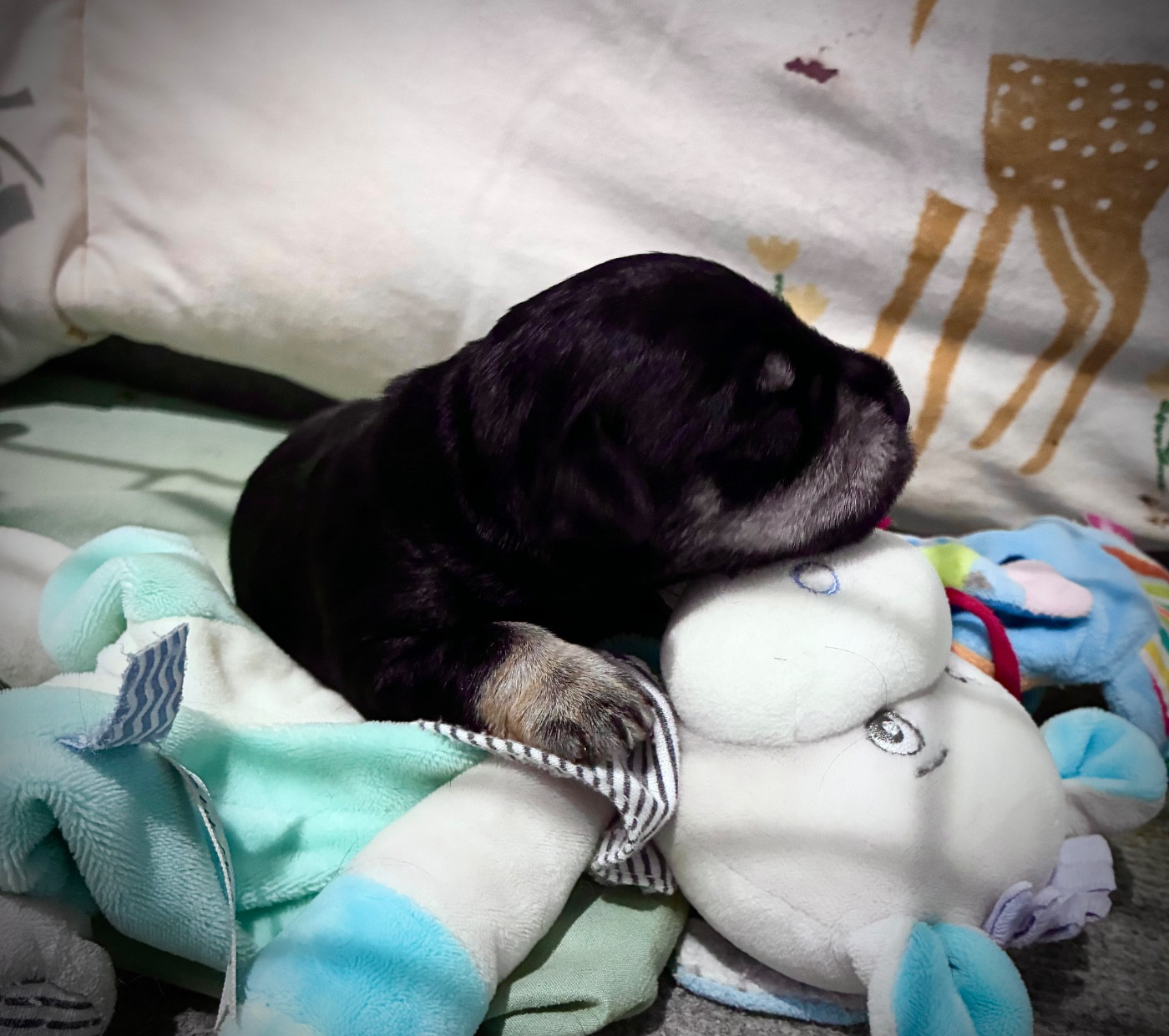 des forbans du Roc d'Hervieux - Chiots disponibles - Schnauzer miniature