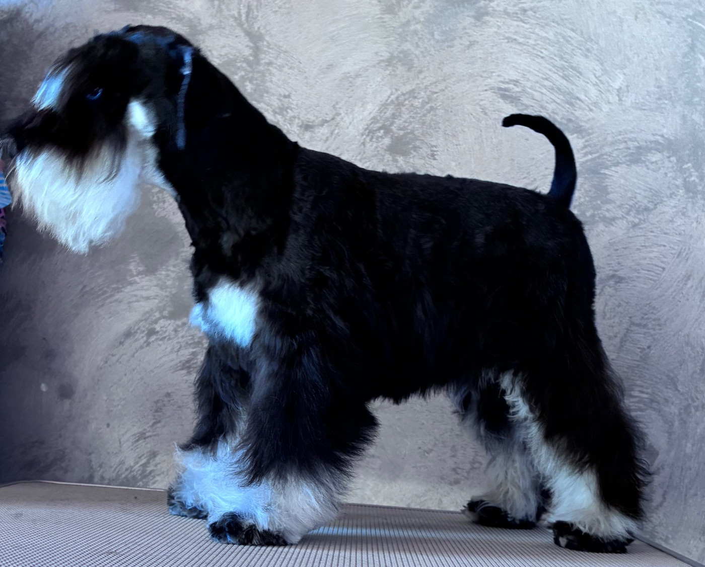 des forbans du Roc d'Hervieux - Chiots disponibles - Schnauzer miniature