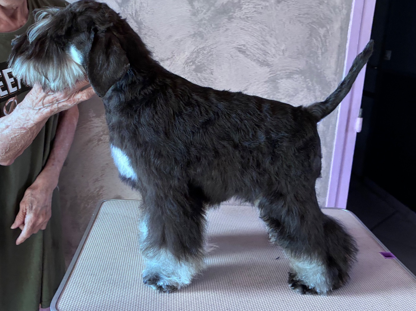 des forbans du Roc d'Hervieux - Chiots disponibles - Schnauzer miniature