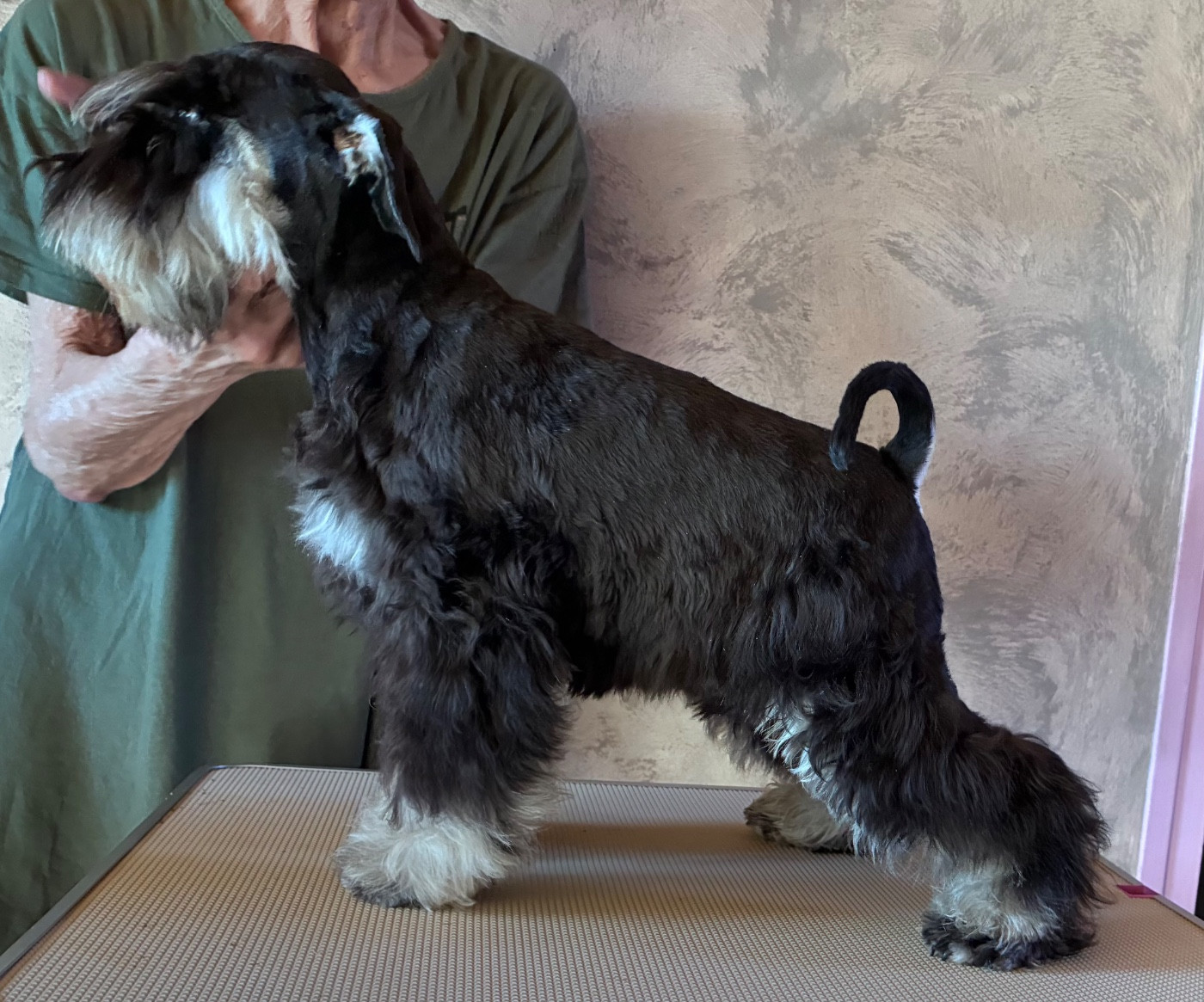 des forbans du Roc d'Hervieux - Chiots disponibles - Schnauzer miniature